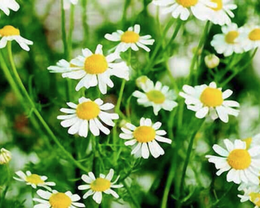 German Chamomile Seeds
